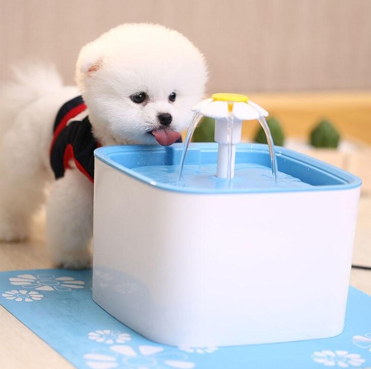 Fontes automatizadas ajudam na hidratação de pets