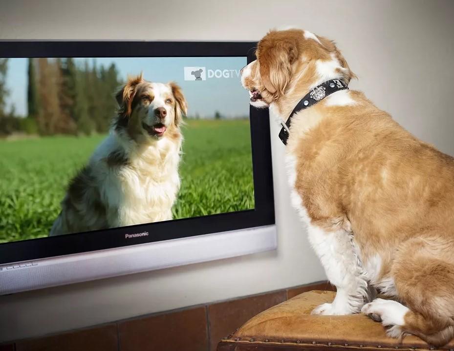 Canais exclusivos para cachorros com o auxílio de assistentes virtuais